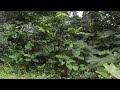 4K Tropical Rainforest Sounds & Relaxing Nature Rain Video - Sleep / Relax / Study / Meditate Sound