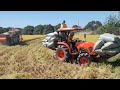 Harvest time| Longping 2096 | 105 DaT | Dry Season?