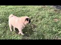 Pugs running - Are these the fastest Pugs around?