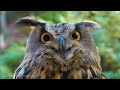 Birds Of The World 4K - Scenic Wildlife Film With Piano Calming Music, Study, Meditation Relaxing