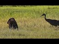 Sandhill Cranes Defending Their Baby from a Turkey || ViralHog