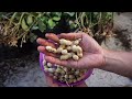 Grow Your Own Peanuts From Seeds At Home With This Step-by-step Guide! | Gardening Tips
