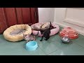 Best Funny Dogs and Cats Videos😻🐶Funniest Animal videos 2024🤣Part 5