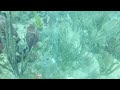 Big Green Moray Eel devouring a huge Lion Fish