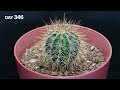 Growing Cactus From Seed (ONE YEAR Time Lapse)