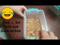 Scorpion Feeding Video