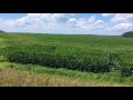 July 2017 corn in Pasquotank County NC.
