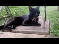 Black Cats! --- CAT COMPILATION