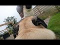 POV - You're a Pug!