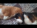 Bassets Favorite Activity | Ultimate Snoring  Time