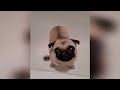 Funniest Animals 2023 - Funny Cats and Dogs - Funny Animal Videos #22