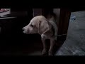 pupper barks at us lul //Dog pt. 4//