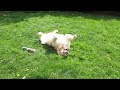Harvey rolling on the grass