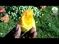 Harvesting Mango Time in Happy Garden / Harvest Mango Season Time