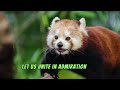 Red Panda | Facts about Red Pandas | Panda Lover | Cute Pandas | Panda Care | @PetsGrove
