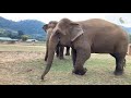 Watch How Much Elephant Love This Woman - EleFlix