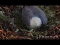 White Bellied Sea Eagles ~ Dad Gets To Meet SE33 For 1st Time! 💕 JOY 💕 Beautiful Closeups! 8.7.24