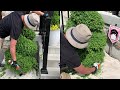 How my husband Prune Topiary - Boxwood, Dwarf Alberta Spruce & White Globe Cedar - May 2021