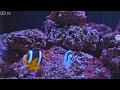 Aquarium 4K VIDEO (ULTRA HD)  - Beautiful Coral Reef Fish - Relaxing Sleep Meditation Music #70