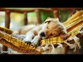 Anti-Anxiety Music for Dogs 🐶 Music that will help your dog fall asleep in 30 minutes 🎵