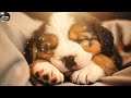 10 HOURS of Relaxing Music for Dogs 🎶 | Anti Anxiety Relief for Pets 🐾