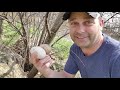 We found a huge nest full of duck eggs - Homestead VLOG