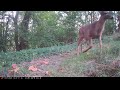 Thundering Fawns