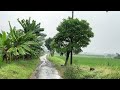 Heavy rain all day in the village||relieve stress and insomnia||ASMR rain