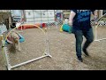 Hazel Does Agility   Run 4.2 5/8/24 CPE Speedway Games Slingshot