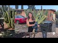 Woman gives away 100 clippings of cactus damaged in microburst