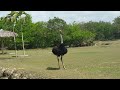 【Amazing!】 UNSUCCESSFUL Ostrich Mating Dance To Human