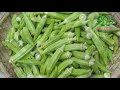 How to grow okra at home | Growing okra from seeds