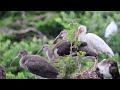 Ocean City Rookery ( herons, egrets, ibis, night herons)