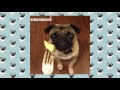 Funny Dogs but only Pug Videos | Pug Compilation 4 - InstaPugs