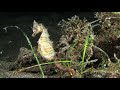 How Male Seahorses Evolved to Give Birth