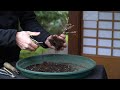 Styling a Fuji cherry Bonsai