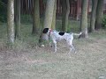 German wirehaired pointer hunting a squirrel