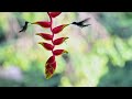 Relaxing music with birdsong to help you relax and dispel negative thoughts