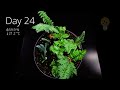 Regrowing VEGGIES from Kitchen Scraps in TIMELAPSE - Does it really work?