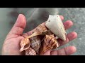 Sanibel Lighthouse Storm Shells: Tropical Storm Debby