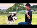 【パパに説教された柴犬の翌日のお散歩はこうでした。】