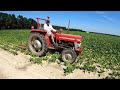 FARMVLOG#239 spuiten, kunstmest strooien, woelen, egaliseren