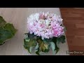 Цветущие Фиалки ЛЕ-Денди из моей коллекции.🌸 Восхитительная красота!!! 😍//#africanviolets