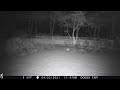 Backyard trail cam Feb,Mar,Apr 2021