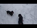 Две весёлых таксы. Two funny dachshunds