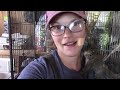 How to feed 4-5 week old Squirrels | New critters on The Homestead | Meet the 3 Squirrely Stooges