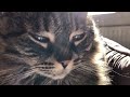 World's Funniest Cat Videos 😹 Funny Cat Video Compilation 😂Funny Cat Videos Try Not To Laugh😺Part 57