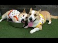 コーギーの水遊びと誕生日会　Corgi water play and birthday party