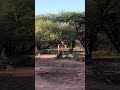 Impala while leaping and making sounds | Rare wildlife sightings