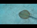 Facts: The Bluespotted Ribbontail Ray (Bluespotted Stingray)
